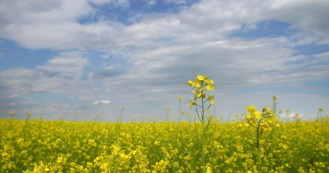 Квіти ріпаку. Фото: УНІАН